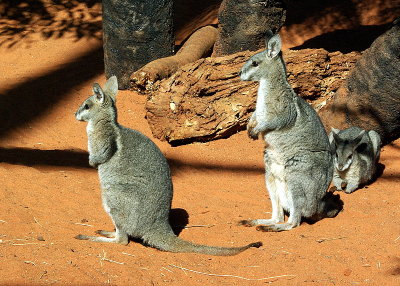 Sydney - 260 Can you see them coming - Wildlife World Darling Harbour IMGP7160.JPG