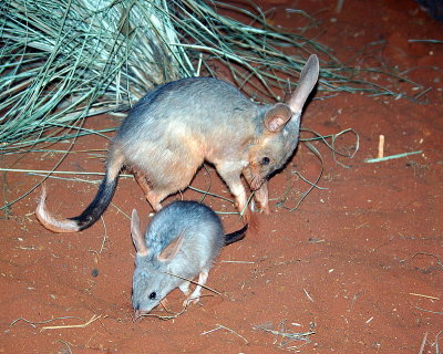 Sydney - 290 Nightlife at Wildlife World Darling Harbour IMGP7086.JPG