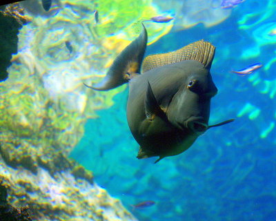 Sydney - 310 Give us a kiss - Sydney Aquarium Darling Harbour IMGP7302.JPG