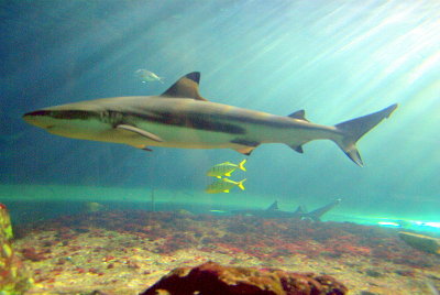 Sydney - 340 Shark in the sunlight 1 - Aquarium Darling Harbour IMGP7288.JPG