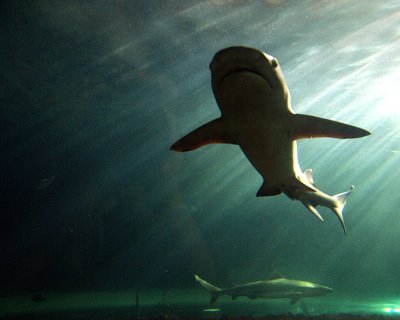 Sydney - 350 Shark in the Sunlight 2 - Aquarium Darling Harbour IMGP7289.JPG