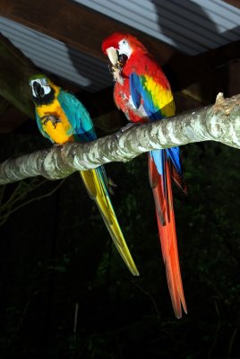 Kuranda - 050 Macaws.JPG