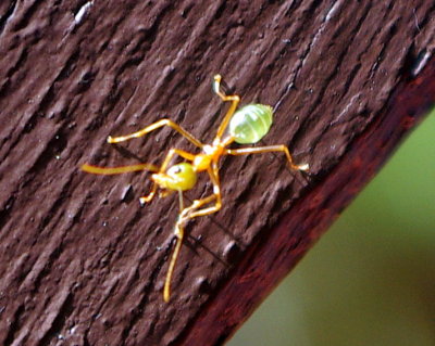 Kuranda - 065 Green Ant.JPG