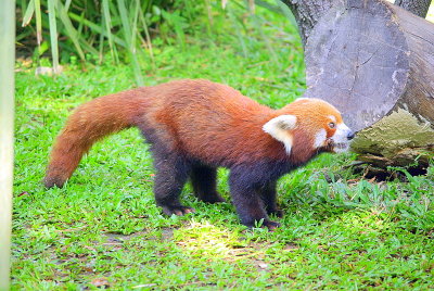 Cairns Tropical Zoo - 10 Red Panda 1.JPG