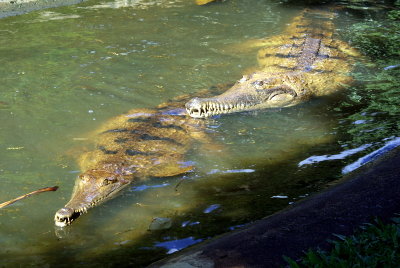 Cairns Tropical Zoo - 45 Whats for Lunch - Freshwater Crocs.JPG