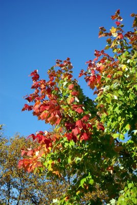 Maple turning colour 1 - Oct 2007.JPG