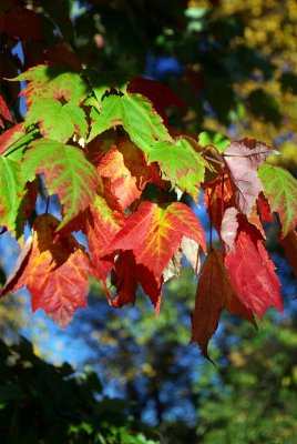 Maple turning colour 2 - Oct 2007.JPG