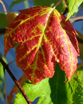 Maple turning colour 3 - Oct 2007.JPG