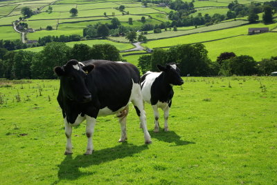 Contented Cows - Aug 2007.JPG