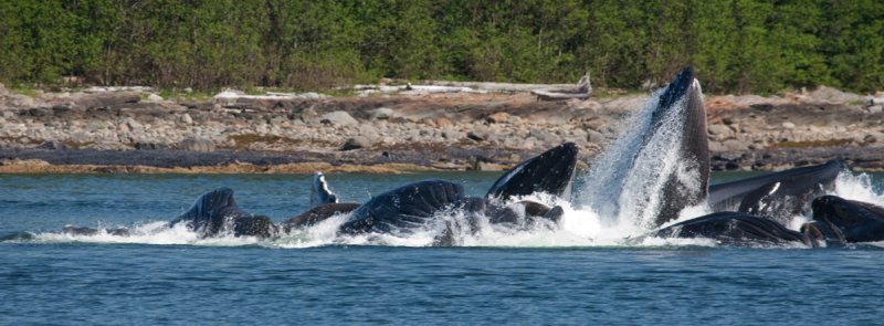 Bubble net feeding-2357 1200.jpg