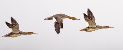 common merganser 800.jpg