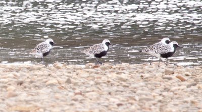 black belly plover 800.jpg