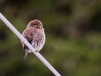 pygmy owl-2618.jpg