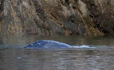 May 2010 whale-8422.jpg