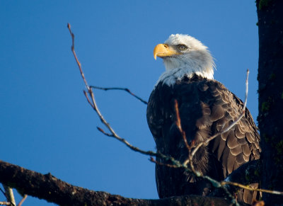 Eagle blue_November 15