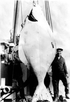 950 pound halibut