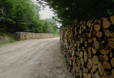 Road in the forest