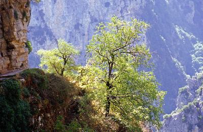 Vikos gorge - Zagori Ipiros