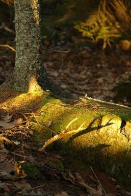 Woods Treebase and Rocks