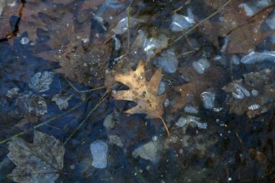 g3/75/629875/3/55029102.OakandMapleleafsinIceFlow.jpg