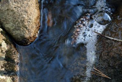 Rocks, Water and Pine Cone