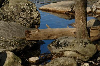 Log and Rocks