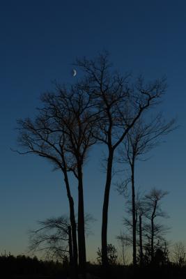 Trees and Moon