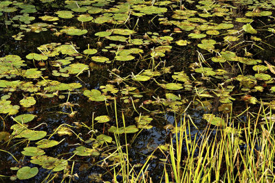 Lilly Pads Passing