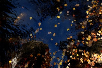 Fall Leaves with Rocks and Water