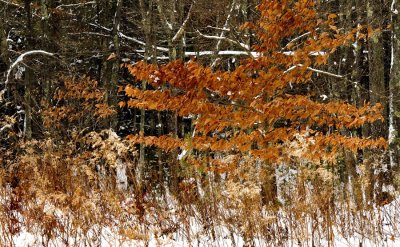 Early Winter Color