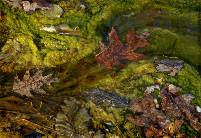 Drifting Oak Leaves in Algae Bloom