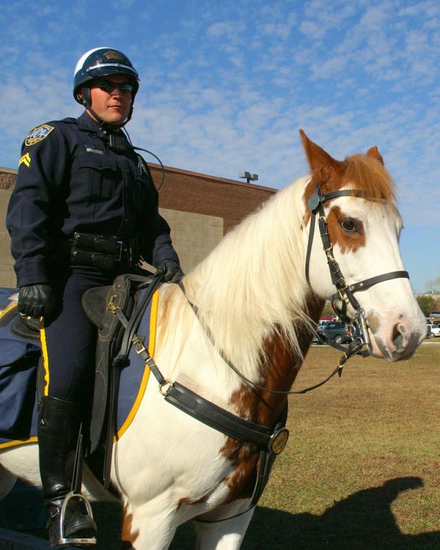 HorseWeb.jpg