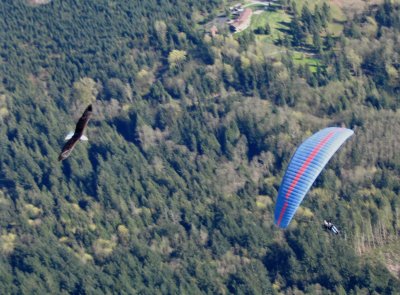Flying with Feathered Friends