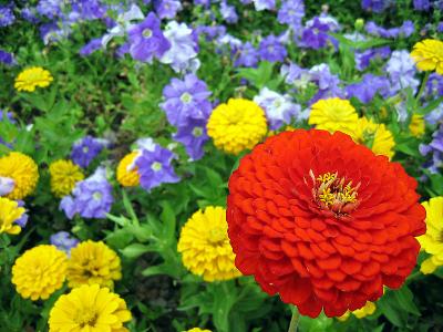 some red flower