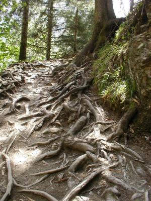 Roots and Leaves Themselves Alone ...  On the way to Sumela Monastery, Trabzon