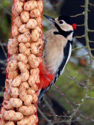 Grote bonte specht