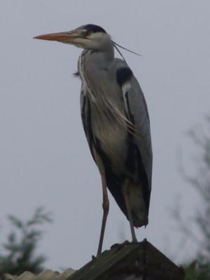 Reiger