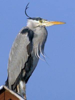 Reiger