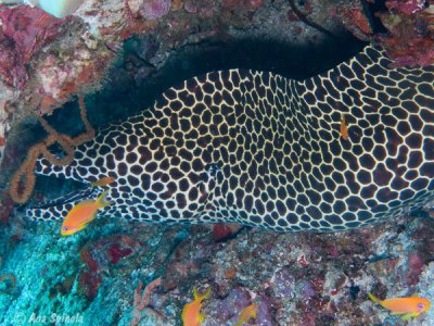 Undulated moray