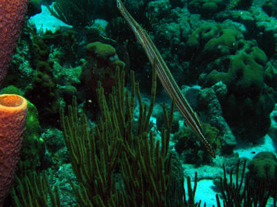 Bonaire - Underwater