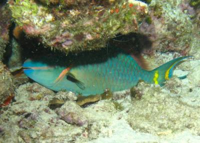 Budio - Parrotfish