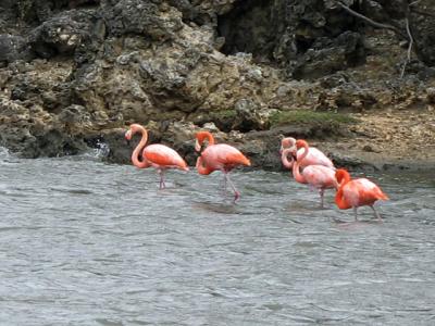 Slagbaai-flamingos