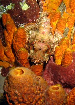 Spotted Scorpionfish.jpg