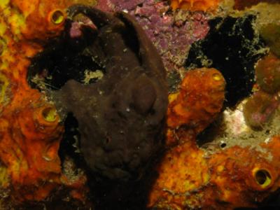 Frogfish.jpg