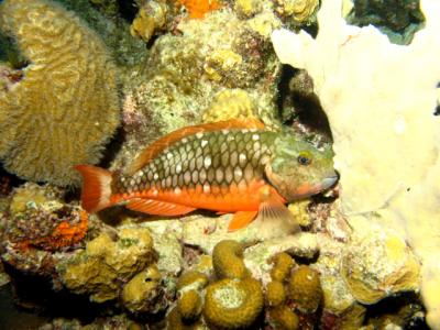 Stoplight Parrotfish-female1