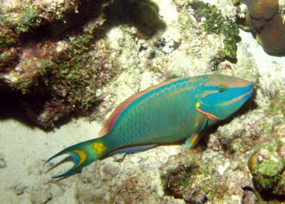 Stoplight Parrotfish-male1
