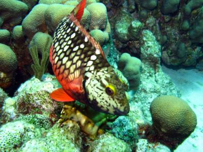 Stoplight Parrotfish-female2