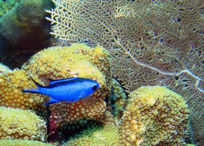 Blue Chromis