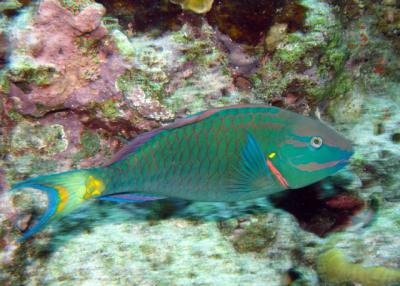 Stoplight Parrotfish-male3