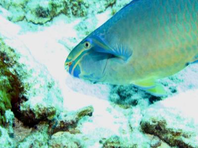 Queen Parrotfish2